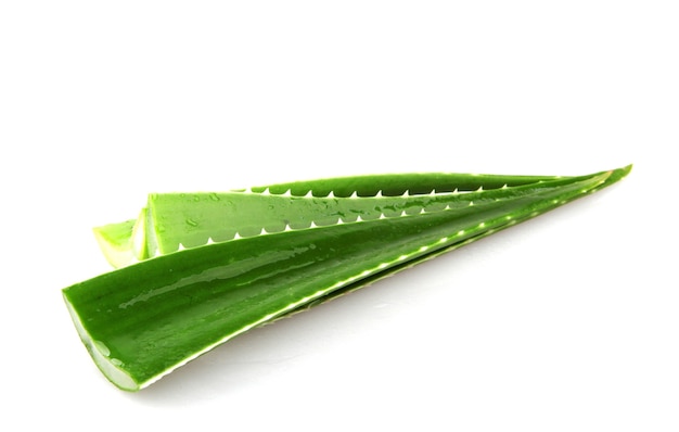 Aloe vera leaves isolated