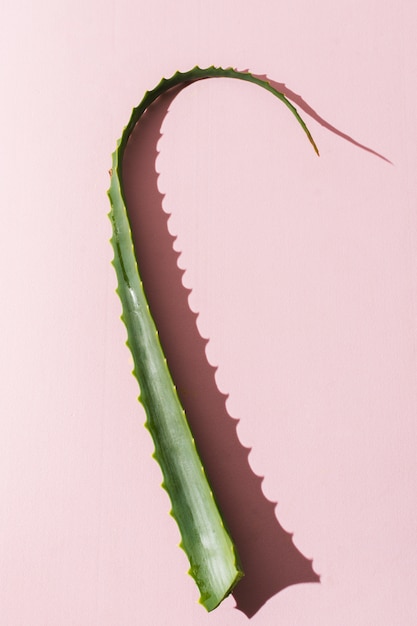 Aloe vera leaves