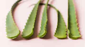 Free photo aloe vera leaves