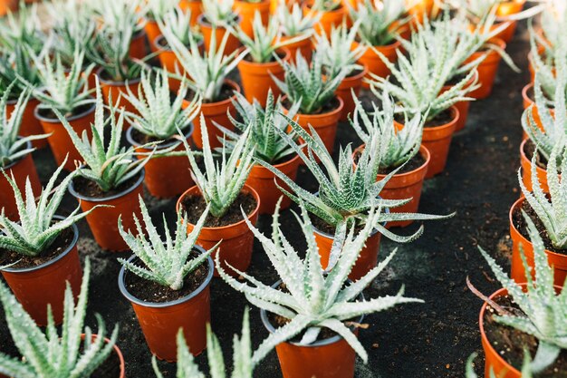 茶色の鉢で生育するアロエベラ植物 無料の写真
