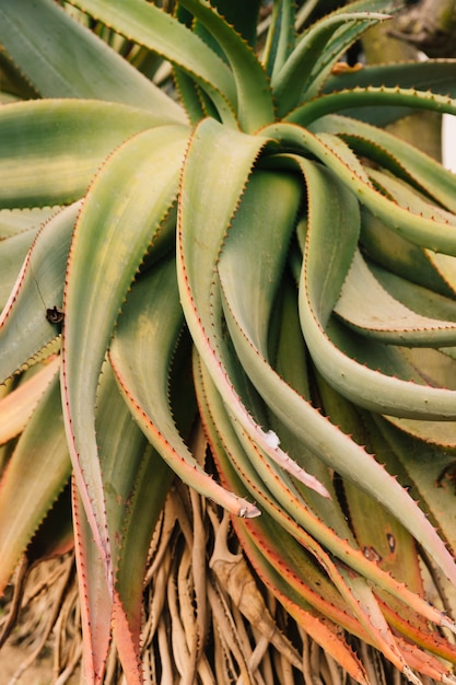 Aloe vera plant growing in park