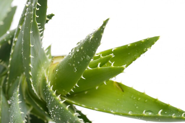 Aloevera on the table