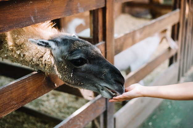 Alpaca feeding from girl's hand