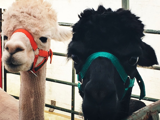 Free photo alpacas in a stable