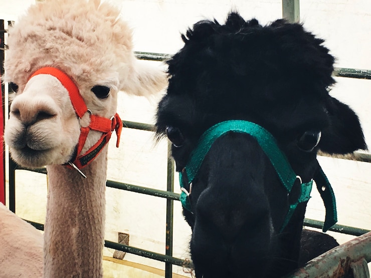 Free Photo alpacas in a stable