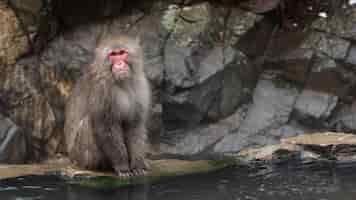 Free photo alpha macaque