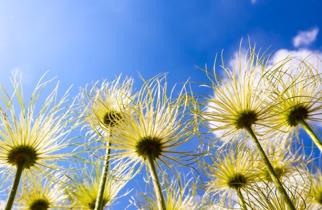 Alpine anemone (pulsatilla alpina apiifolia) fruits on a background of blue sky with clouds