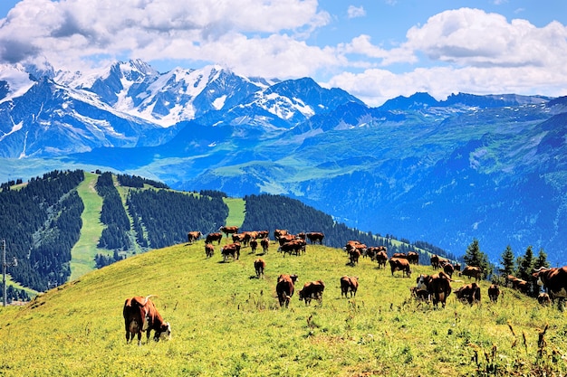 Alpine landscape and cows in France in summer