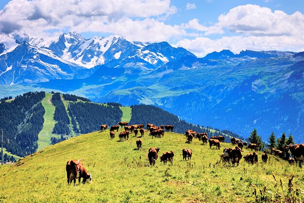 Alpine landscape and cows in France in summer