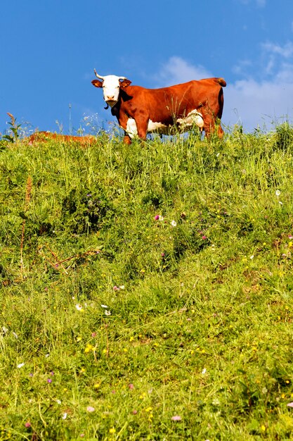Альпийский пейзаж с коровой и зеленой травой во Франции весной