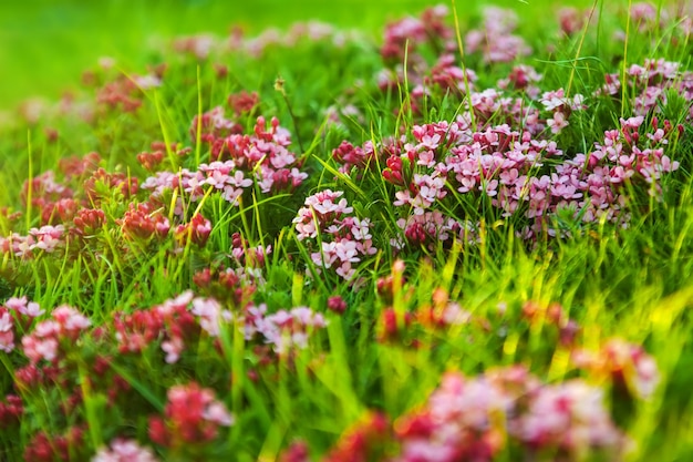 Alpine meadow