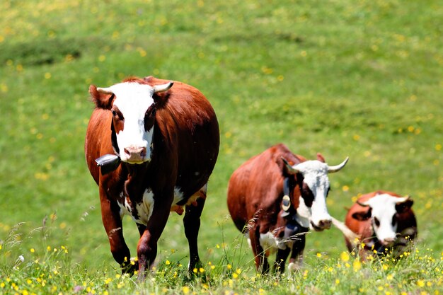 Alpine mountain with cows in France in spring