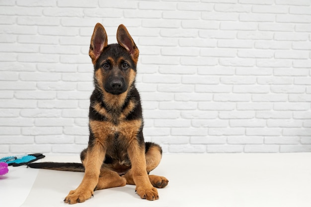 Foto gratuita cane alsaziano che guarda i suoi occhi gentili e intelligenti