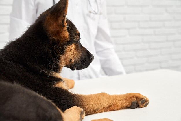 Alsatian lying on examination table in vet clinic