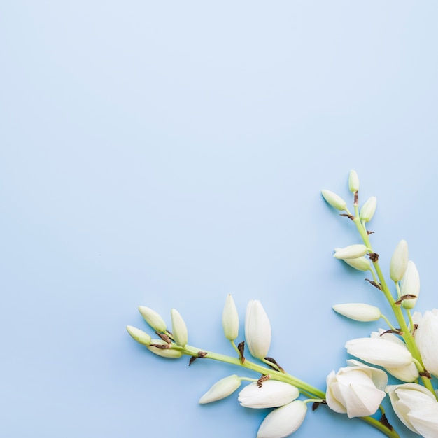 Punto di vista ambientale dei fiori di fioritura bianchi su fondo blu
