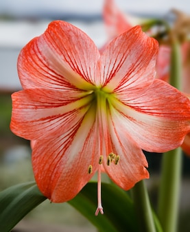 アマリリス​（​ヒペラストラム​）​。​曇り空​を​背景​に​赤い​大きな​アマリリス​の​花