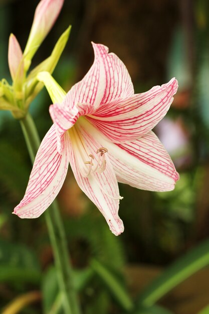 アマリリスピンクの花 プレミアム写真