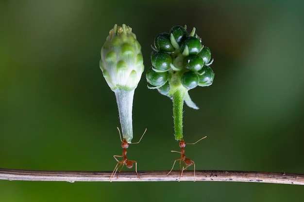 驚くべきアリは彼らの体より重い緑の芽を運びます驚くべき強いアリ