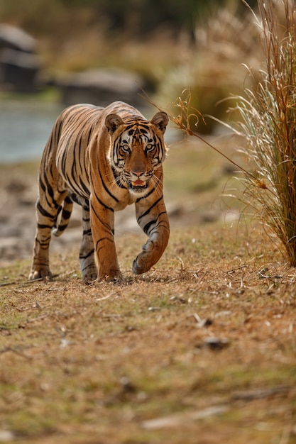 Бесплатное фото Удивительный бенгальский тигр на природе