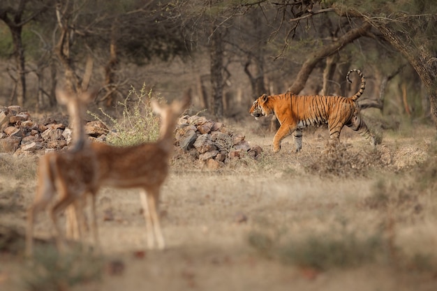 Amazing bengal tiger in the nature with gazelles