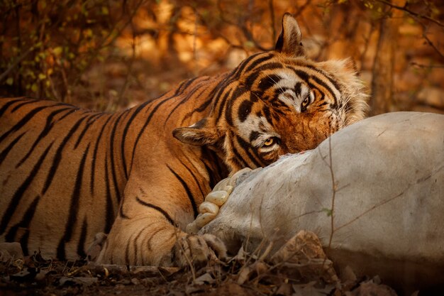 獲物と自然の中で素晴らしいベンガルトラ