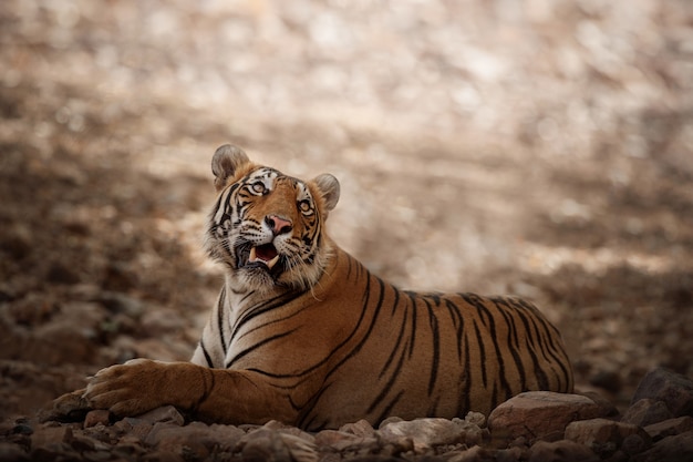 Free photo amazing bengal tiger in the nature