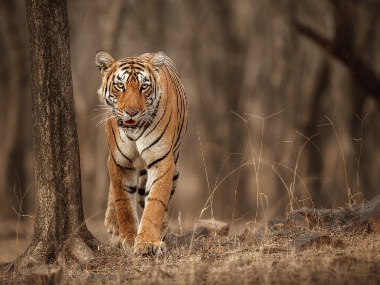 Free Photo amazing bengal tiger in the nature