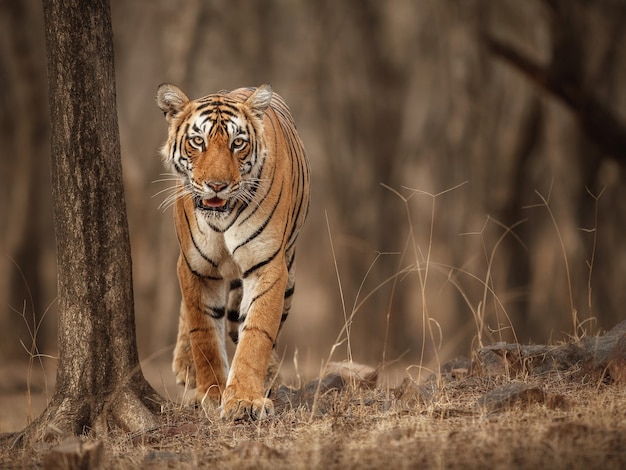 Amazing bengal tiger in the nature