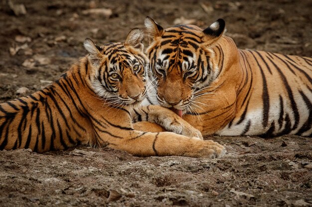 Amazing bengal tiger in the nature