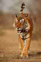 Free photo amazing bengal tiger in the nature