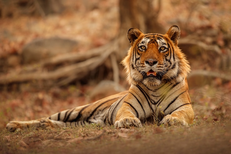 मुफ़्त फोटो प्रकृति में अद्भुत बंगाल टाइगर।