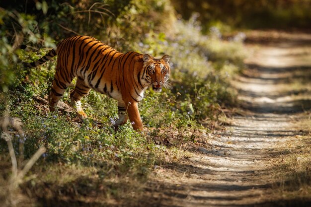 Amazing bengal tiger in the nature