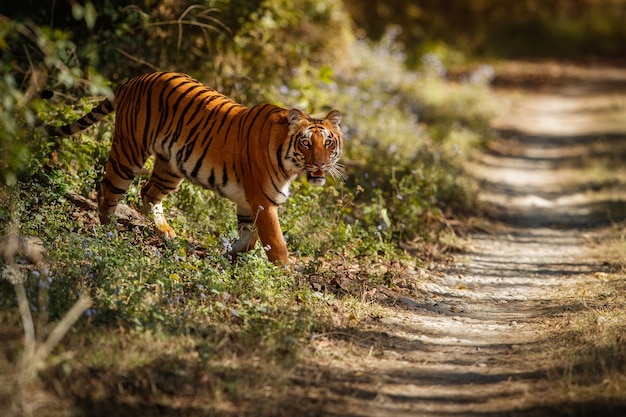 자연의 놀라운 벵골 호랑이