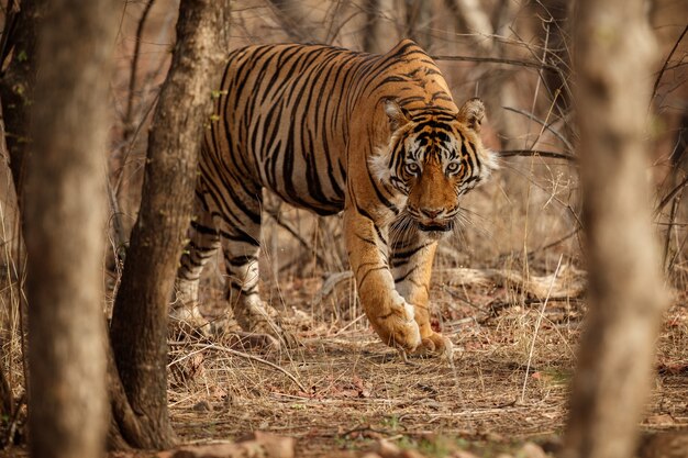 Amazing bengal tiger in the nature