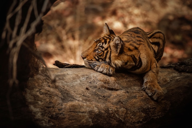 Удивительный бенгальский тигр на природе