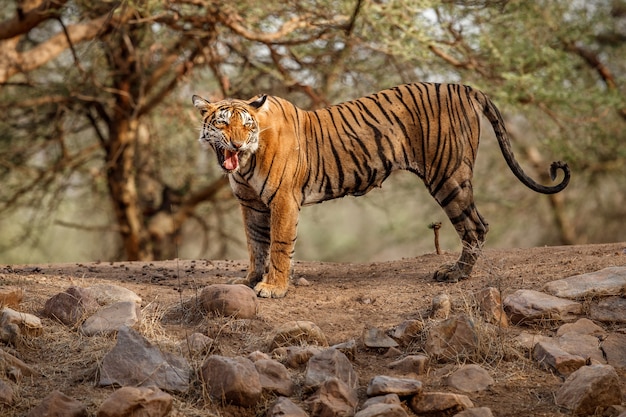 Amazing bengal tiger in the nature