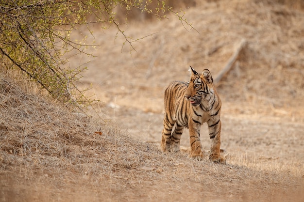 Amazing bengal tiger in the nature