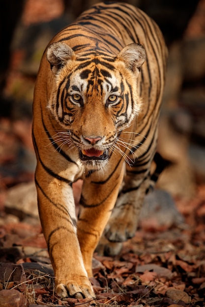 Free photo amazing bengal tiger in the nature