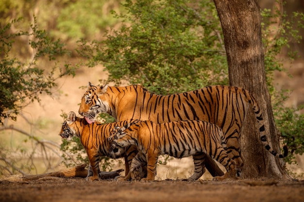 무료 사진 자연의 놀라운 벵골 호랑이