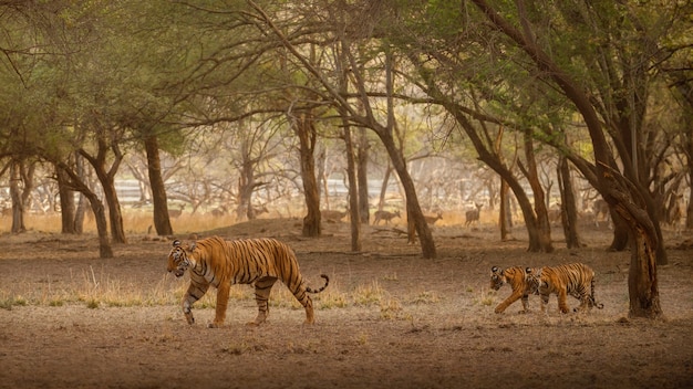 Amazing bengal tigers in the nature