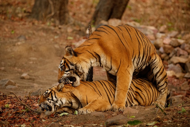 Amazing bengal tigers in the nature