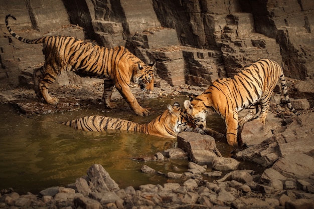 Amazing bengal tigers in the nature