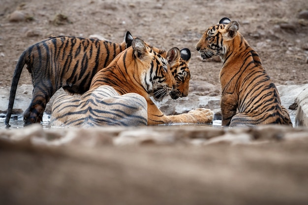 Удивительные бенгальские тигры на природе