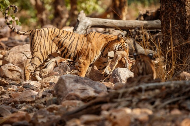 Amazing bengal tigers in the nature