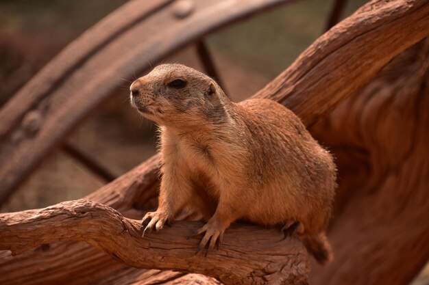 Amazing Black Tailed Prairie Dog on Weathered Wood