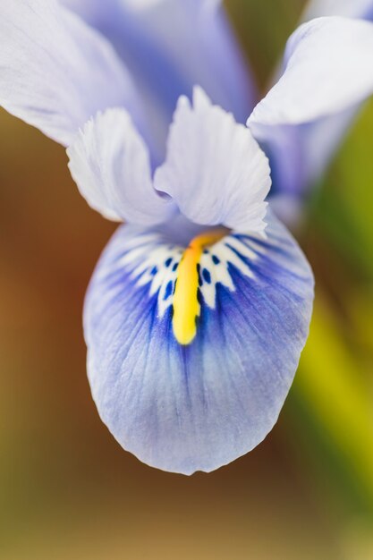 Удивительный синий свежий тропический цветок