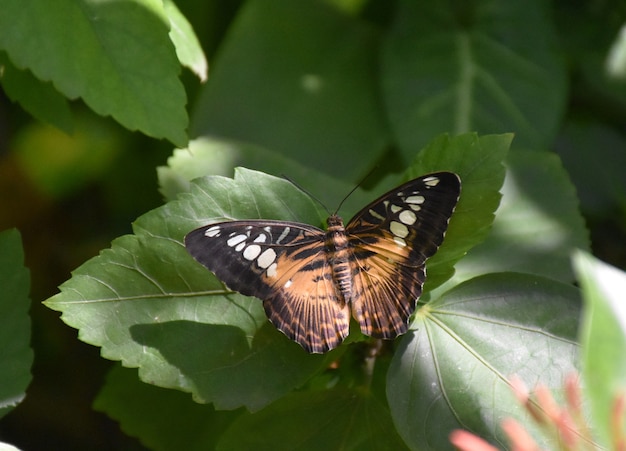 Amazing Close Up Look at a Brown Clipper Butterfly