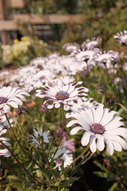 아름다운 Osteospermum fruticosums의 놀라운 클로즈업보기