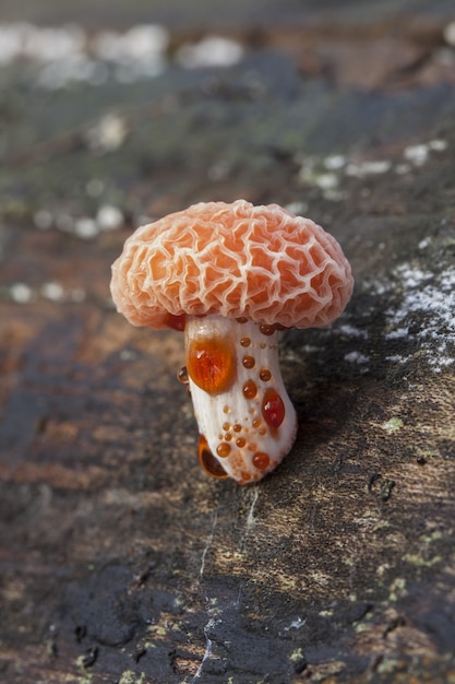 Foto gratuita incredibile primo piano del fuoco selettivo di un agaric