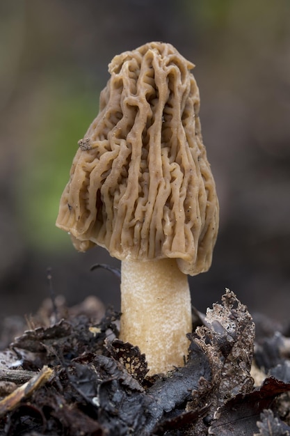 Amazing closeup selective focus shot of a false morel